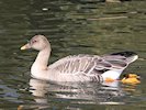 Bean Goose (WWT Slimbridge October 2017) - pic by Nigel Key